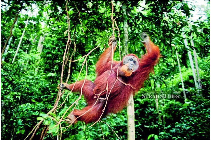 #TECH: Leaning on cloud technology to fast-track efforts to protect and save the orangutans