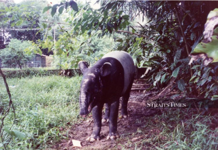 #TECH: Move to conserve Malayan Tapir