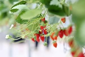 Technology beats humans at growing strawberries in Pinduoduo smart agriculture competition