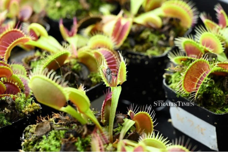 #TECH: Rise of the ‘robo-plants’, as scientists fuse nature with tech
