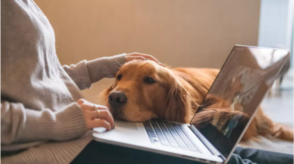 Stop using your pet’s name as a password
