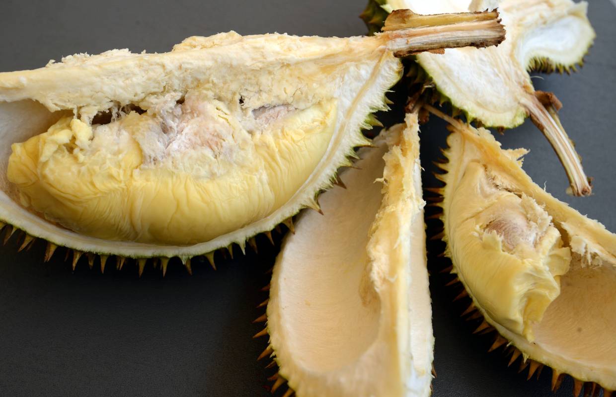 Scientists in Australia say durian has potential to charge devices in the future