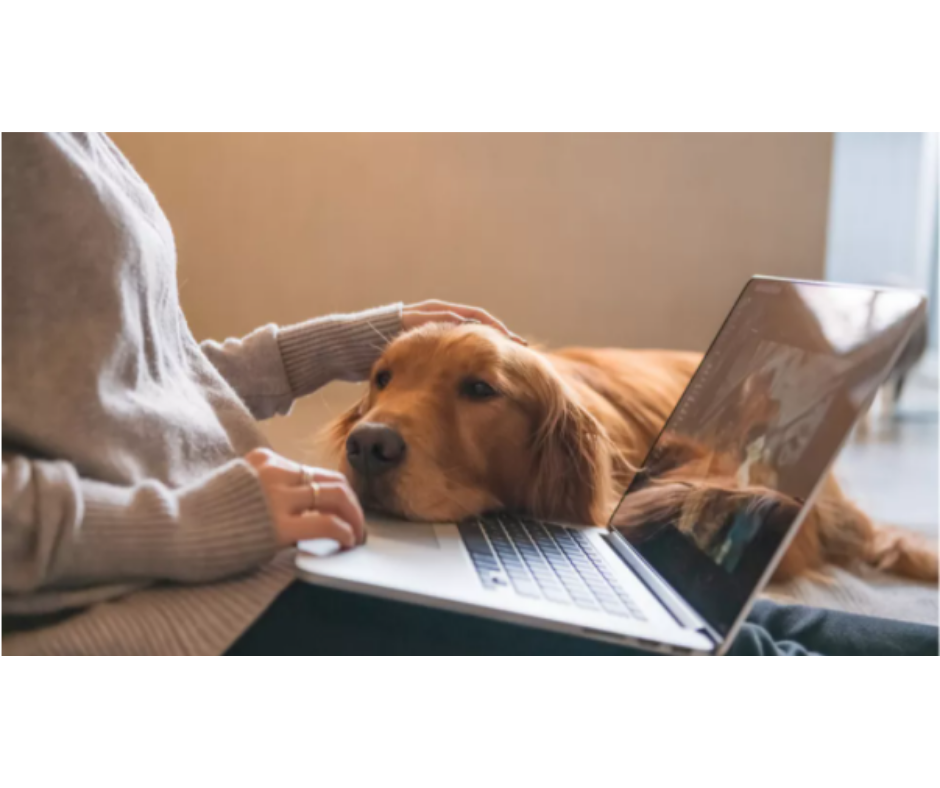 Stop using your pet’s name as a password