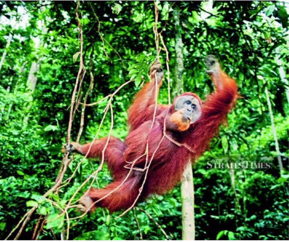 #TECH: Leaning on cloud technology to fast-track efforts to protect and save the orangutans
