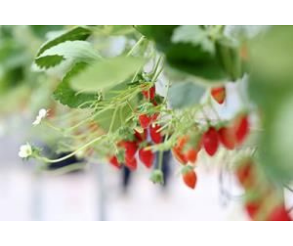 Technology beats humans at growing strawberries in Pinduoduo smart agriculture competition